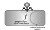 Occasionally during spontaneous induction, a small piece of the donor bacterium's DNA is picked up as part of the phage's genome in place of some of the phage DNA which remains in the bacterium's