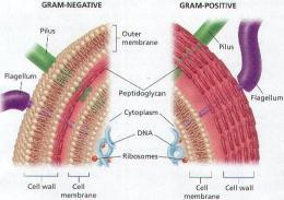 of a cell wall can be determined by Gram