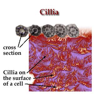 Cillia ~ Miniature flagella surround