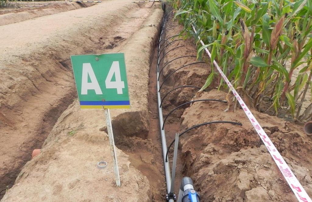 AAA maize expansion: 5 promising low-cost triple-cross
