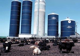 Producers will need to be more aware of nutrient production and nutrient use within their own operation and how best to maintain a balance between the two. A cattlefeedlot in Iowa.