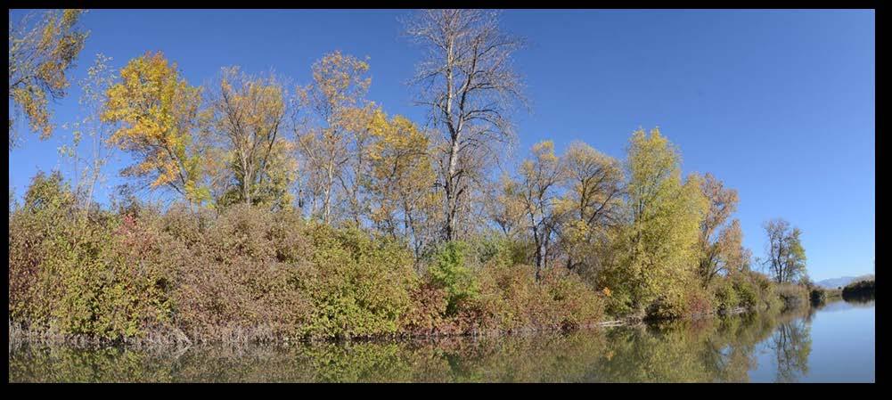 Multiple layers of riparian vegetation associated with cottonwood trees provide habitats for a wide range of native wildlife species; including birds, mammals, reptiles and amphibians.