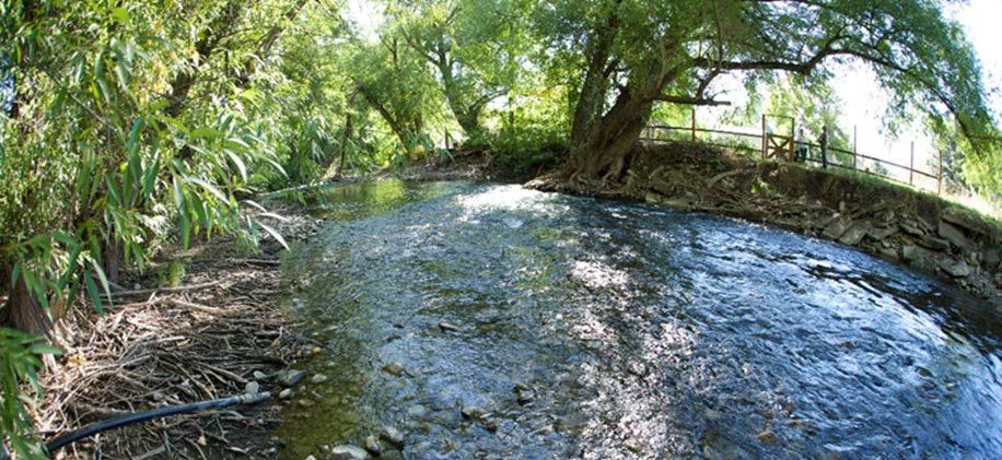 Furthermore, mature cottonwood trees are generally positioned above the bankfull channel on older floodplain surfaces, whereas crack willows occupy a lower position on the streambank, sometimes in