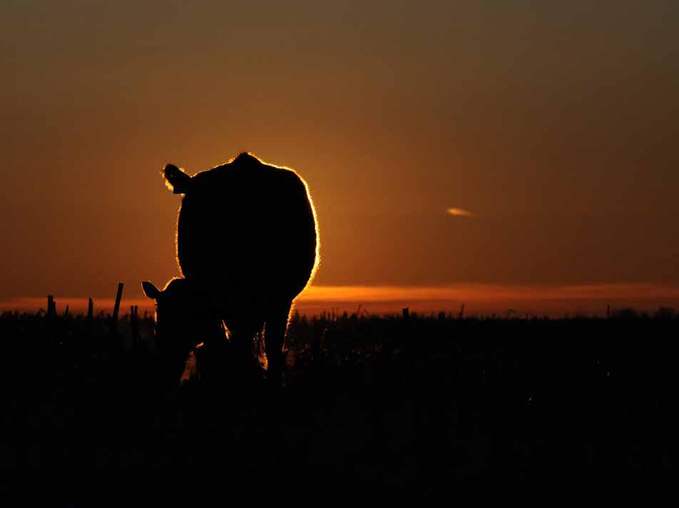 Animals raised in Colorado Cattle is the largest segment of Colorado agriculture. 12,000 cattle producers sell more than 4 billion dollars of cattle each year.