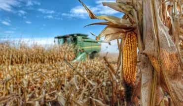 More than a million acres of corn are grown in Colorado.