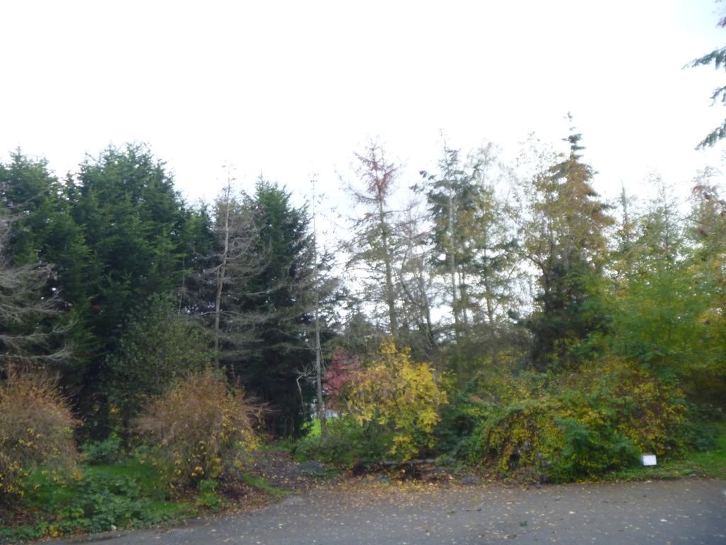 (Cupressus x leylandii) hedge located behind the Douglas-firs.