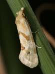 Tortricidae: Little Triangles If larvae are disturbed they flip-out, go bananas etc.