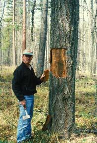 After several years of an outbreak, bark beetles move and trees really start to die!