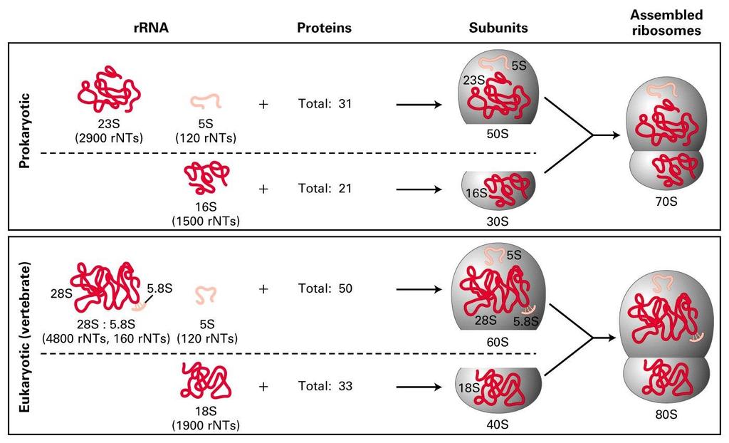 Ribosomal RNA (rrna) Comparison Prokaryotic ribosomes contain 3 different rrna mol.