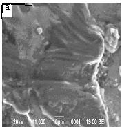 11 (a) (b) and (c): SEM micrographs showing lead,
