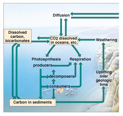 Carbon Cycle The oceans play a major role in the carbon cycle.