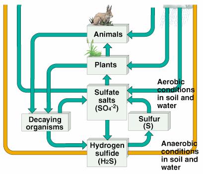 Sulfur Cycle Biotic flows of