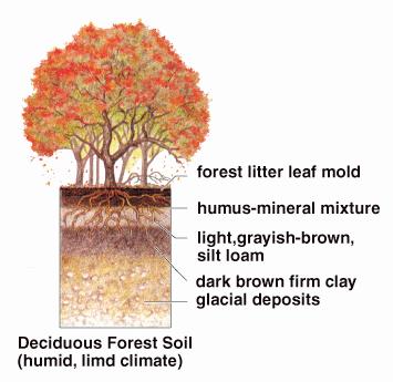 Soil Profiles More