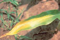 N deficiency in Corn Nutrients: