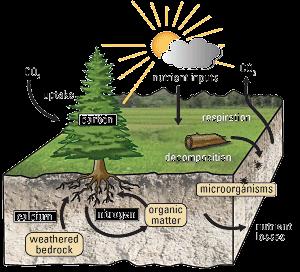 What is Nutrient Cycling: Use, movement, and recycling of