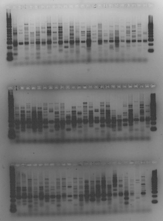 Figure 8 (on the left). Agarose gel electrophoresis (2.5%) used for detection of blaspm. The size of the amplicon for this gene is 271 bp.