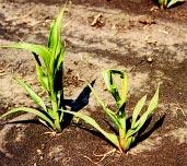 division, though the specific sites of action are unknown. Stunted plant and leaf crinkling. Corn seedlings may leaf out underground, making emergence difficult.