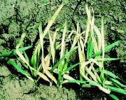 Carryover of clomazone to susceptible crops is possible where spray overlap