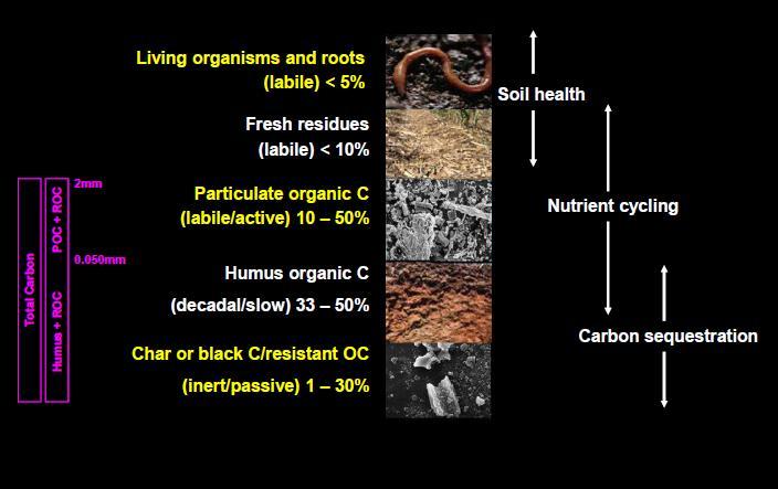 NSCP Soil carbon