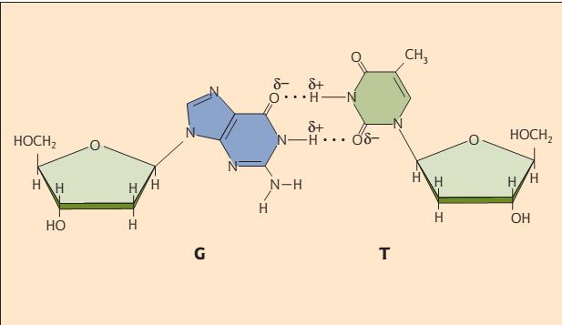 G-T is possible, but if G-C to G-T There are proofreading mechanisms and DNA repair mechanisms that recognize non Watson Crick base