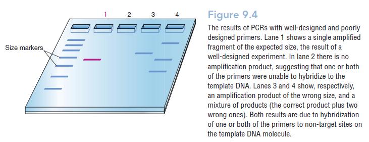 The DNA fragment to be amplified should not be greater than about 3 kb in length and ideally less than 1 kb.