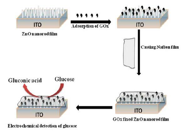 Enzymatic Glucose Sensor GOx can be immobilized on
