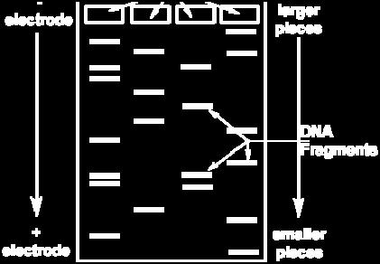 The technique we will use is known as DNA electrophoresis. (See diagram at right.) Agarose gel electrophoresis separates DNA fragments according to their size (molecular weight, in kilobases, kb).
