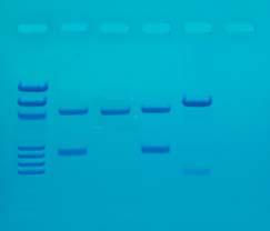 EDVOTEK WORKSHOP Left at the Scene of the Crime: Introduction to Forensic Science Related Products Cat. #13 DNA Fingerprinting by PCR Amplification For 8 Gels.