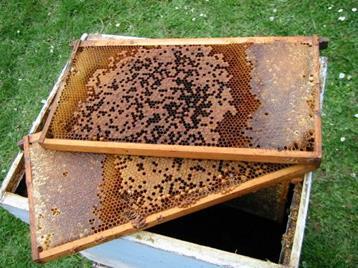 operations with intensive pollination-based beekeeping Almost certain that came from imported honey Risk to Africa serious in