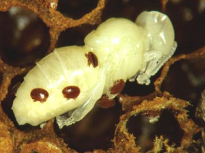 OIE notifiable disease Varroa Most serious bee pest worldwide But few reports of substantial colony losses or negative effects, but disturbing reports from Kenya and Madagascar Have 20 years of
