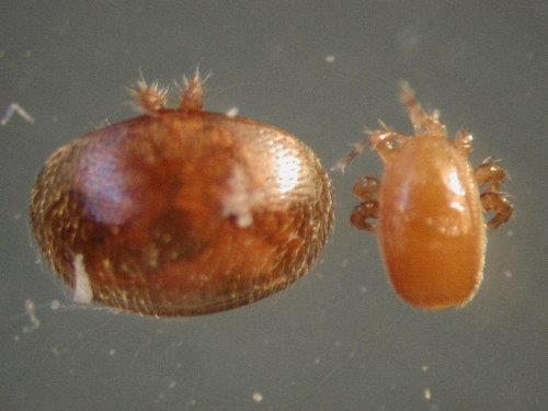 Tropilaelaps mites The mite Tropilaelaps clarea Also an Asian mite Not yet found in Africa or maybe