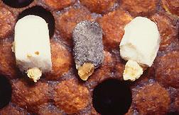 b Chalkbrood/Stonebrood Fungal disease of larvae & pupae Caused by Aspergillus