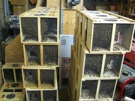 industrialise beekeeping in Africa so as not to