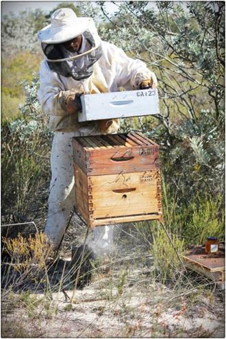 to fixed frame beekeeping)