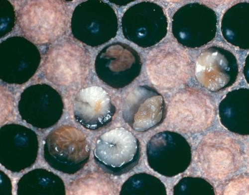 European Foulbrood (EFB) Caused by bacterium Melissococcus pluton A disease of young larvae, which dies; curls up on the side of the cell; c shaped; normally yellow or light brown; dries to form a