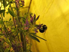 Photo 2: Bumblebee pollinating alfalfa.