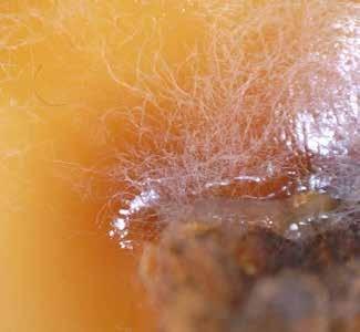 Mycelium of Brown Root