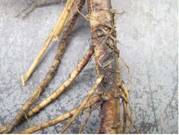 Hollingsworth, C. R., Gray, F. A., and Groose, R. W. 2005. Evidence for the heritability of resistance to brown root rot of alfalfa, caused by Phoma sclerotioides. Can. J. Plant Pathol. 27:64-70.