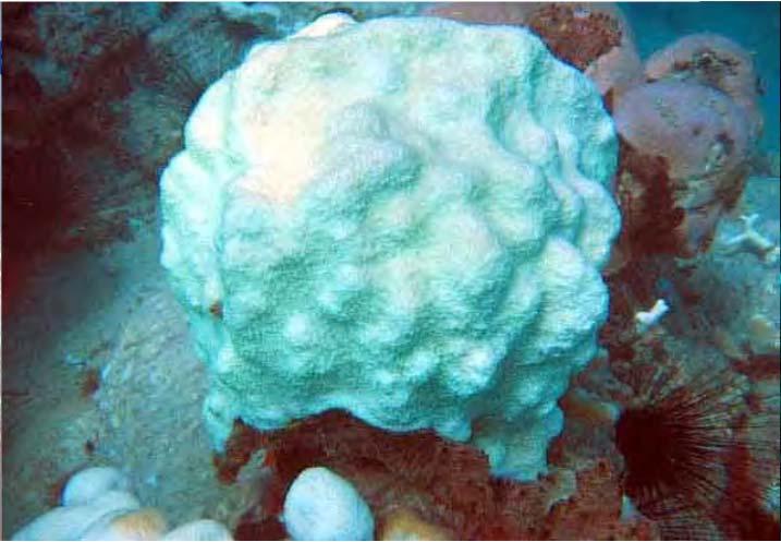 No field evidence that corals can evolve & adapt to unabated thermal stress on decadal timescales.