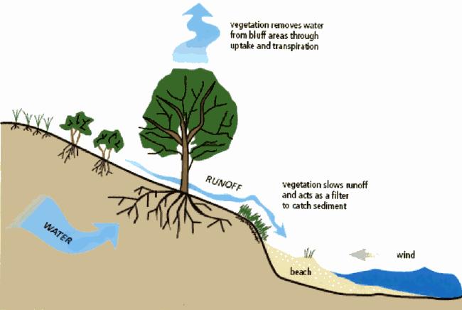Roots stabilize the slope, remove water from the soil,