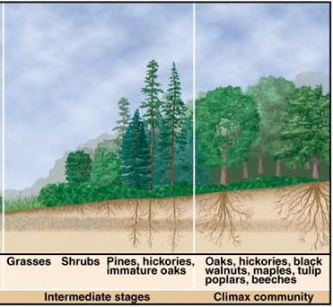 Over hundreds of years, more soil is added, making it possible for larger plants to grow.