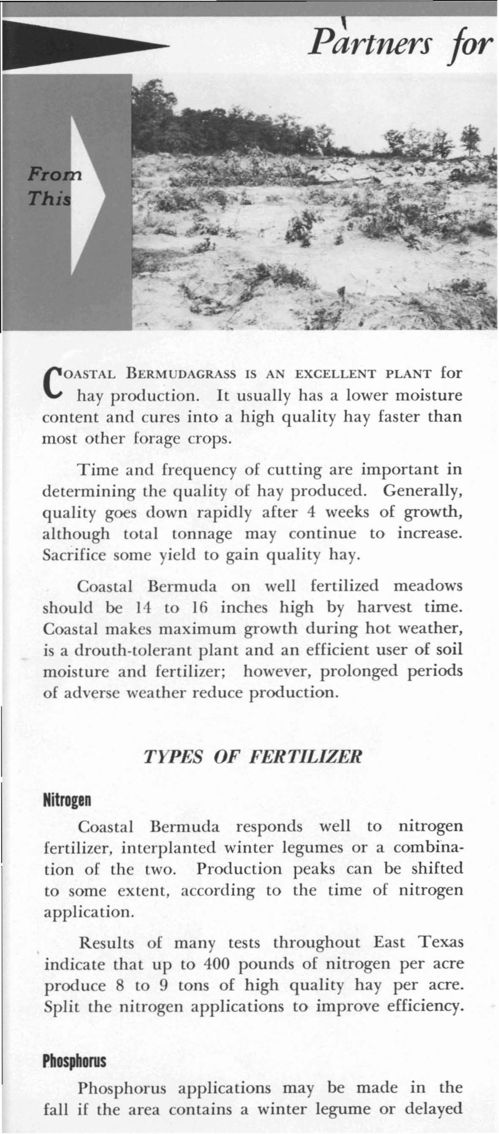 Partners for COASTAL BERMUDAGRASS IS AN EXCELLENT PLANT for hay production. It usually has a lower moisture content and cures into a high quality hay faster than most other forage crops.