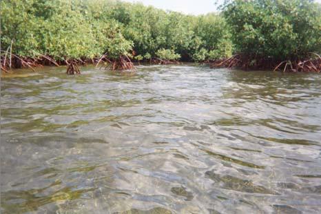 Assessing Mangrove Vulnerability 2. Have a lack of rivers which provide a source of sediments and freshwater. 3.