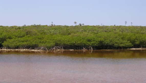 Pollution Mitigation Mangroves contribute to improved water quality by filtering and