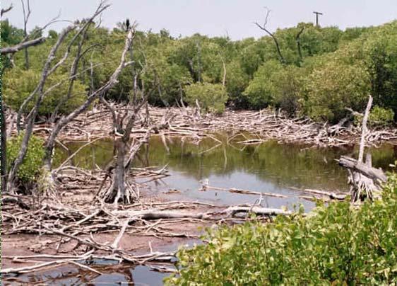 Mangrove Management Strategies If mangroves are to survive the effects of climate change and continue to