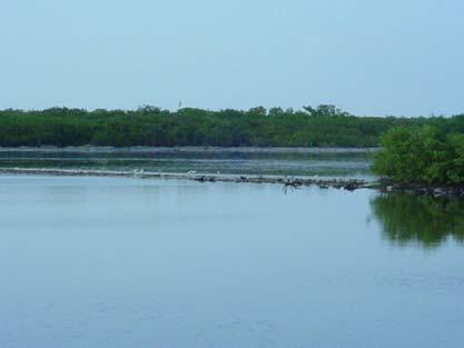 Assessing Mangrove Vulnerability to Sea Level Rise In planning for sea-level rise, managers need to identify and protect mangroves that are more likely to survive these changing conditions.