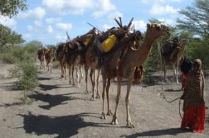 Livestock Pastoral Migration
