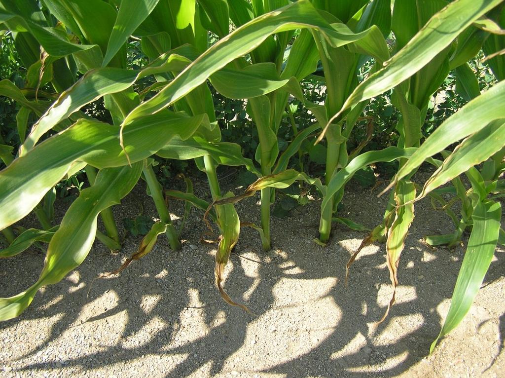 Figure 16. Potassium deficient corn.