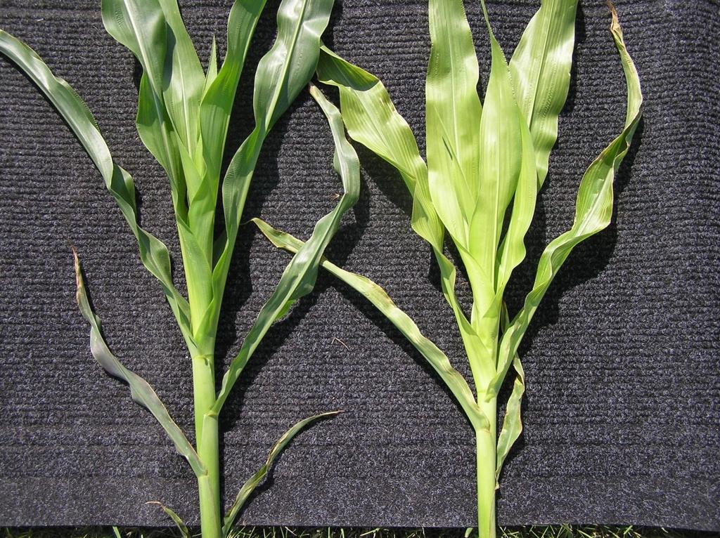 Nondeficient corn (L) versus sulphur
