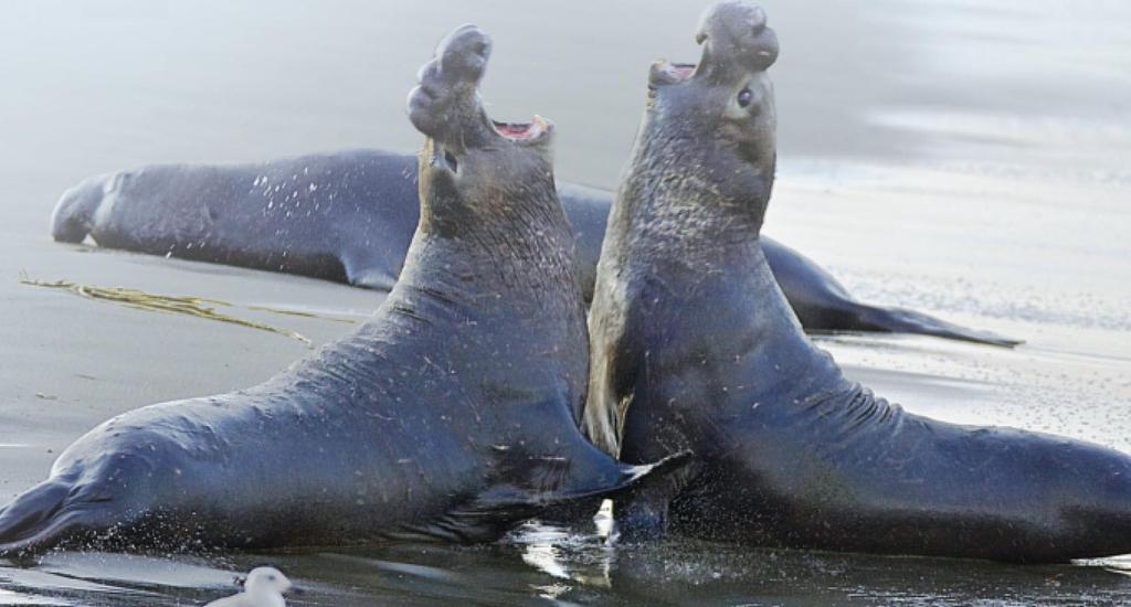 Climate change affects aquatic ecosystems. Scientists are using tagged elephant seals to learn more about how climate change is affecting oceans.